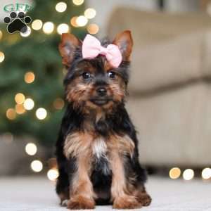 Layla, Yorkie Puppy